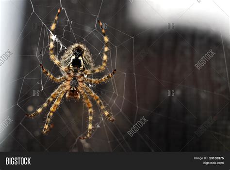 Brown Recluse Spider Image & Photo (Free Trial) | Bigstock