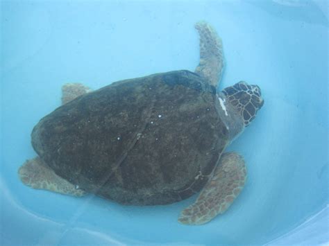 Loggerhead Sea Turtle 的图像结果