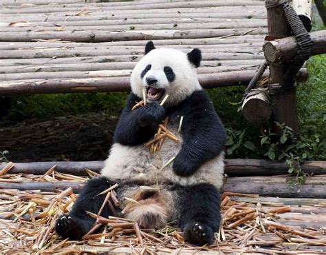 国宝大熊猫被“降级处分”了？大熊猫委屈道：你们怎么都不爱我了。 - 知乎