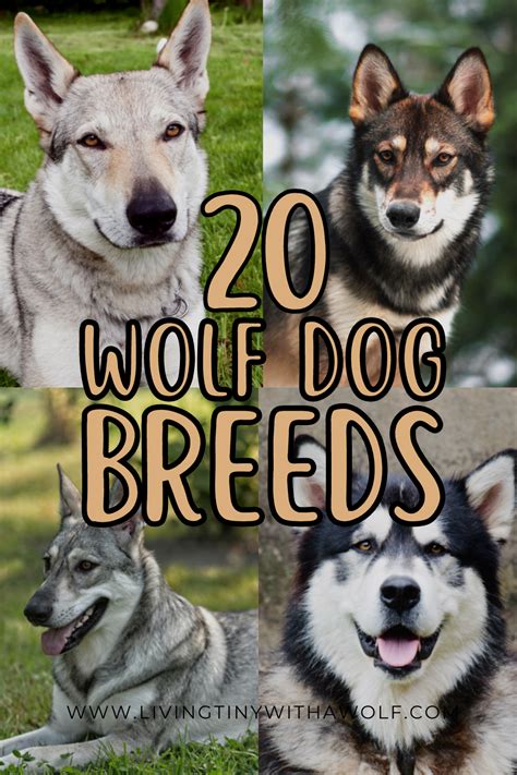 Image result for Breed of Wolves