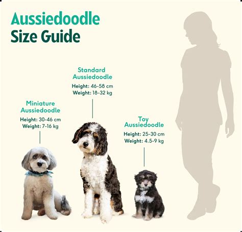 Aussiedoodle breed insights: care, personality & expert tips | Lyka Blog
