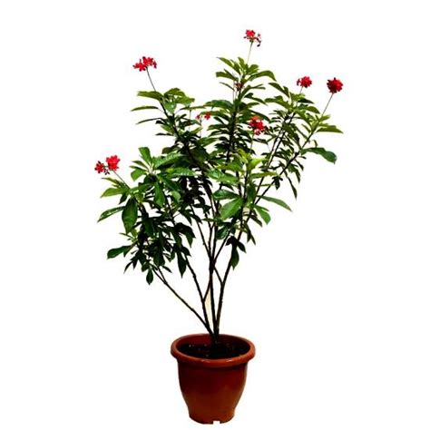 Buy Jatropha Variegated Red online at best price