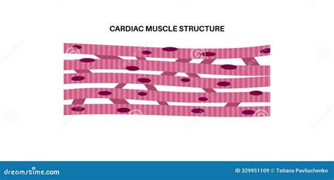 Image result for Cardiac Muscle Tissue Cells