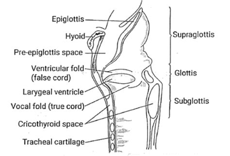 Carcinoma Larynx - Medical Science Optional Notes for UPSC PDF Download