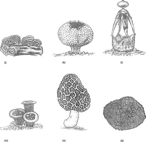 各种各样的真菌子实体(蘑菇) - 知乎