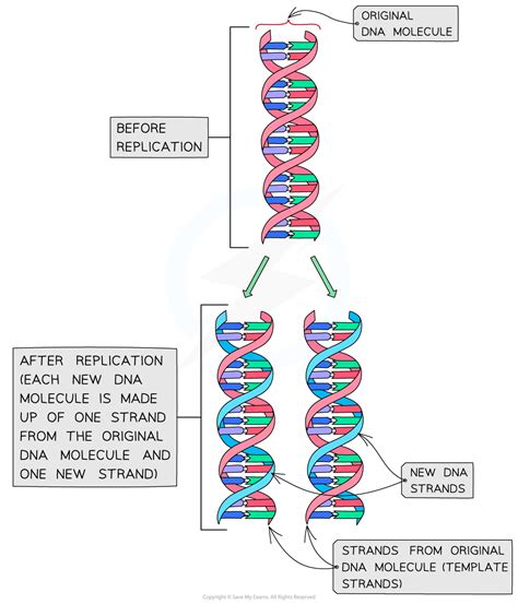 DNA Replication - Edexcel A Level Biology Revision Notes
