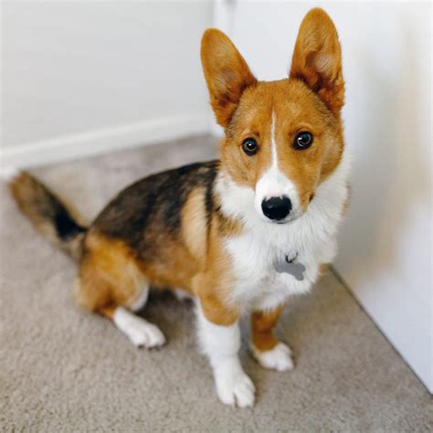 Corgi Mix Breeds: Cute Photos and Information