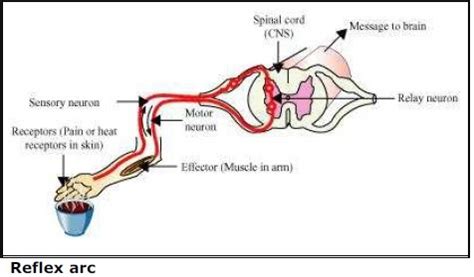how are involuntary action controlled in our body explain with a ...