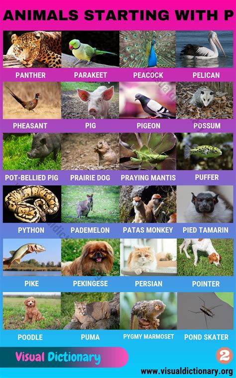 Animals that Start with P in English - Visual Dictionary