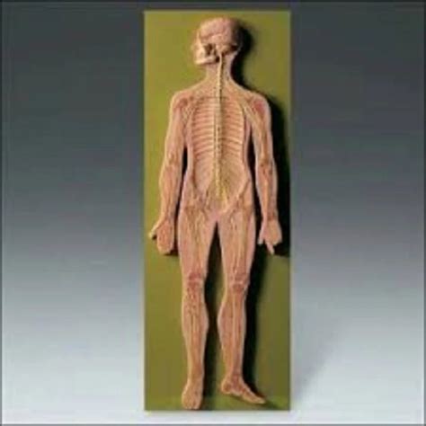 Human Anatomical Models - Advanced Internal and External Male Organs ...