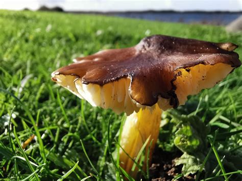 10 wild, wacky and wonderful facts about the world of fungi - Plantlife