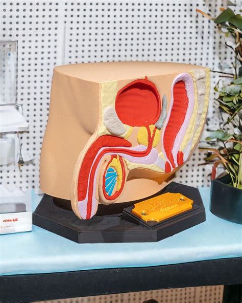 Image result for Male Reproductive System Anatomical Model
