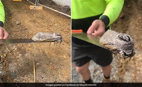 ऑस्ट्रेलिया में मिला भयानक विशालकाय पतंगा, 30 ग्राम है वजन और 25 ...