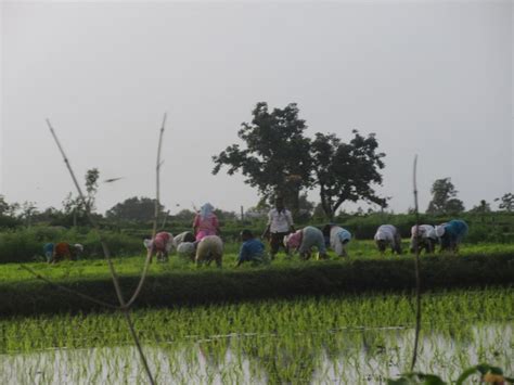 How Telangana Can End Its Overreliance on Paddy and Cotton Crops