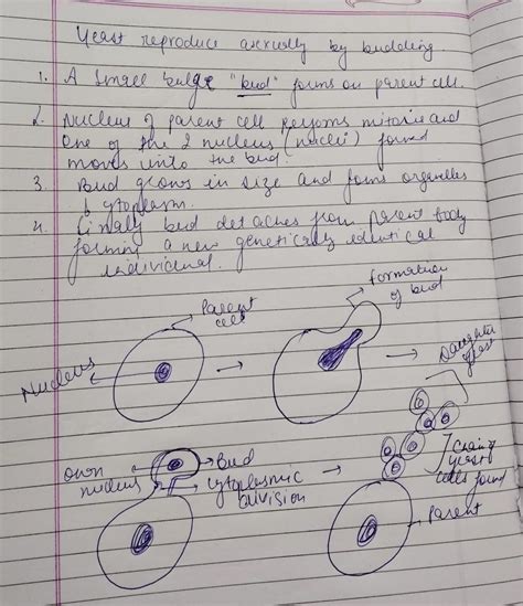 Draw and shows the varios steps of by bussin in asexual reproduction ...