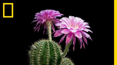 Free photo: Cactus with flowers - Blooming, Cactus, Flora - Free ...