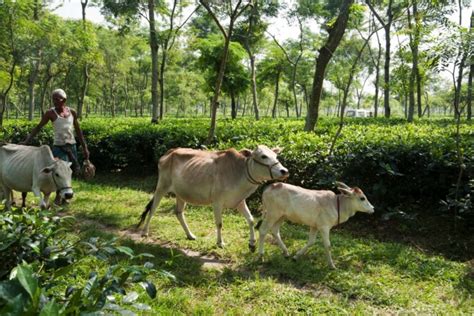 Tetulia Tea Gardens 2