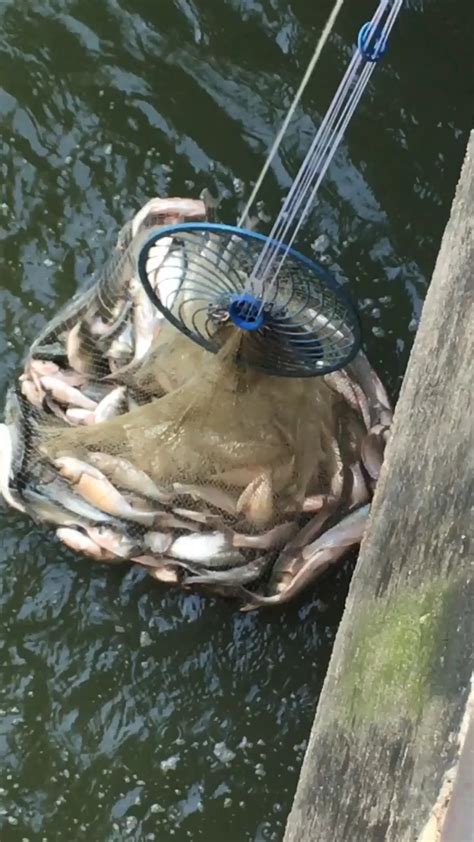 Image result for Catching Shiners with a Cast Net