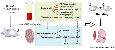 Effects of Boron-Containing Compounds on Liposoluble Hormone Functions