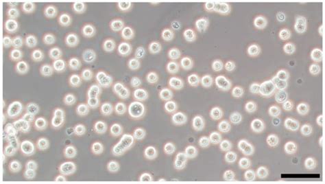 Fate Decisions of Chicken Primordial Germ Cells (PGCs): Development ...