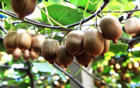 猕猴桃几月份成熟 猕猴桃成熟时期在8~11月 - 鲜淘网