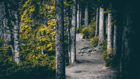 Download wallpaper 960x544 forest, trees, path, nature playstation ps ...