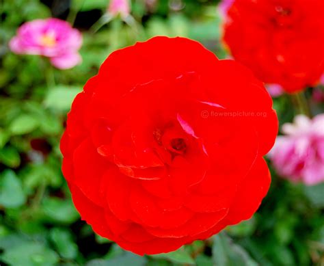 Flower Pictures List - A to Z Flowers, Plants with Names & Details