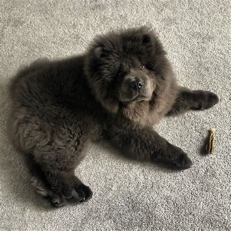 Black chow chow puppies – Artofit