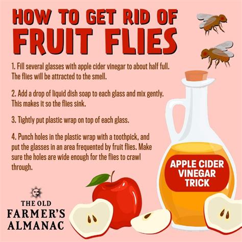 Easy diy fruit fly trap that gets results – Artofit