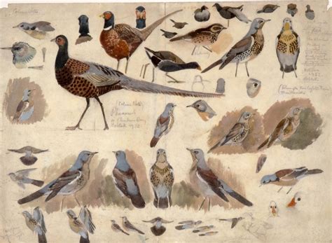 Image result for Java Osborne