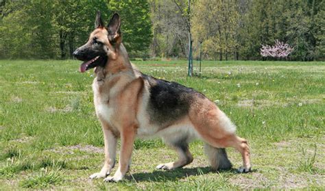 5 Most Dangerous Dog Breeds in The World - lifeberrys.com