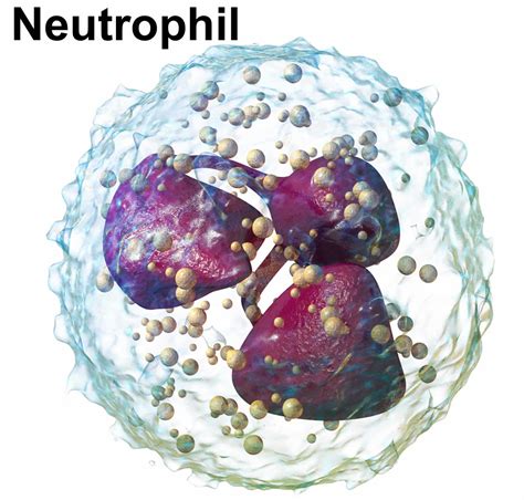 Neutrophils, neutrophils function, causes of low or high absolute ...