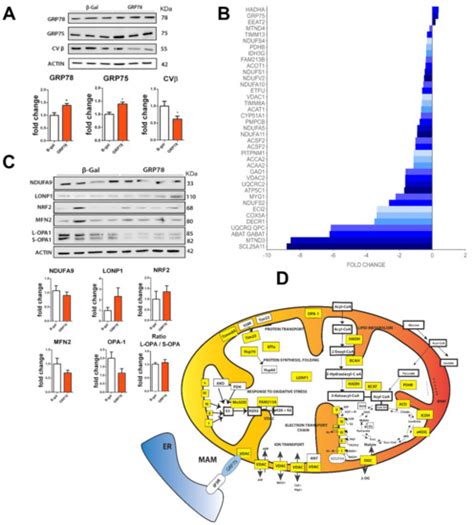 GRP78 Overexpression Triggers PINK1-IP3R-Mediated Neuroprotective Mitophagy