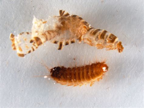 Bed Bug Larvae Vs Carpet Beetle Larvae