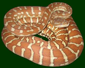 Image result for Bredli Carpet Python