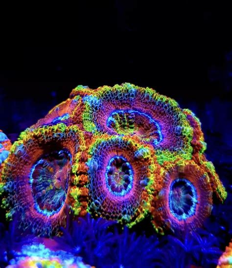 Alienware Colors 的图像结果