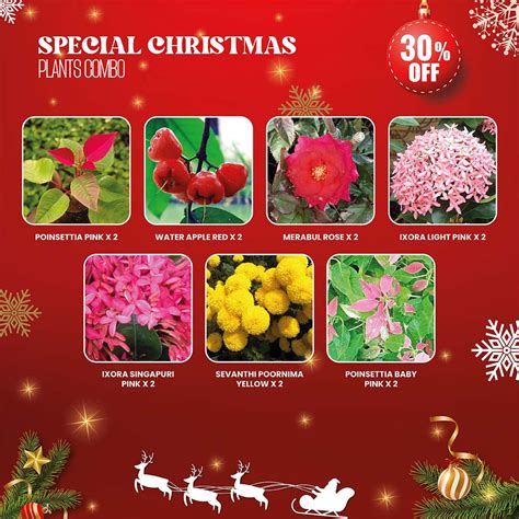 Special Christmas Plants Combo : “Evergreens and Cheer: Christmas Plan ...