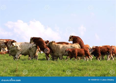 Bulls And Cows Mating