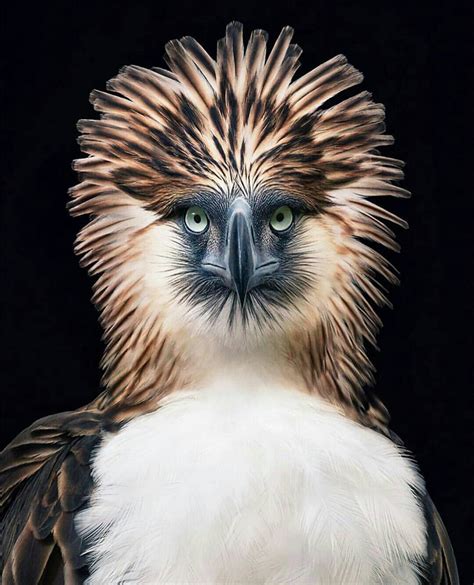 The endangered Philippine Eagle, one of the world’s largest, most powerful birds of prey. (Photo ...