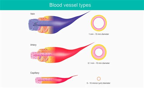 कभी सोचा है शरीर में कैसे बहता है खून? क्या आपको पता है कितनी तरह की ...
