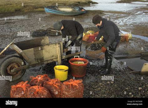 Washing Mussels 的图像结果