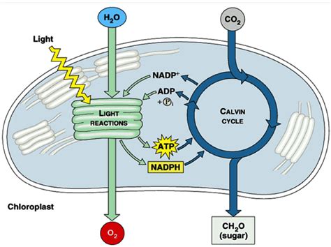 MCQ on Photosynthesis | Plant Physiology MCQ