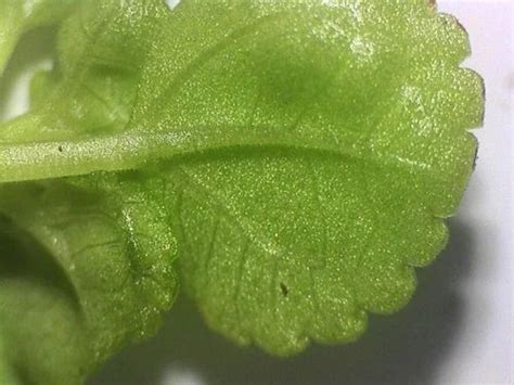 Image result for Microscope with USB Connection