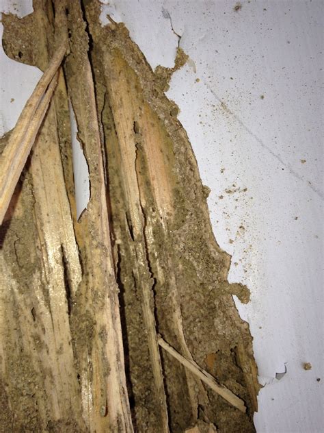 Termite Mud Tunnel: How to spot them