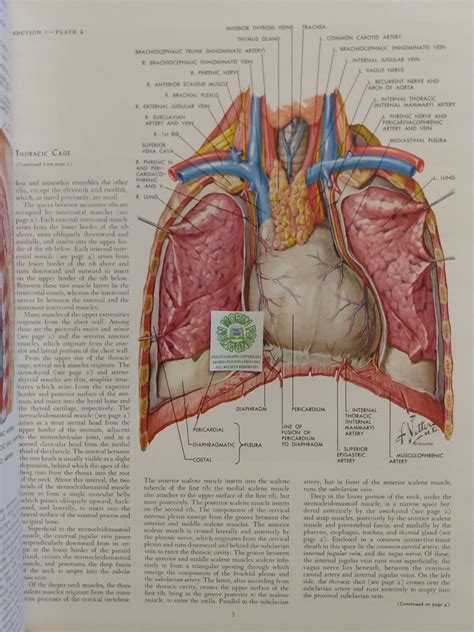Coronary Arteries Anatomy Netter