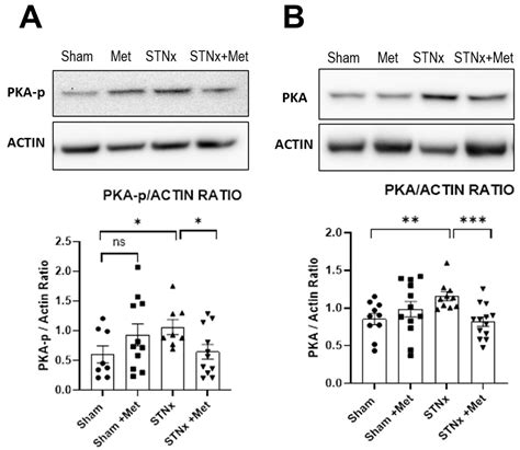 Beta Blockade Prevents Cardiac Morphological and Molecular Remodelling ...