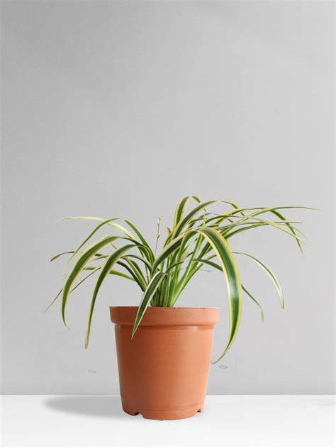 Spider Plant Variegated (Medium) – Greenkin