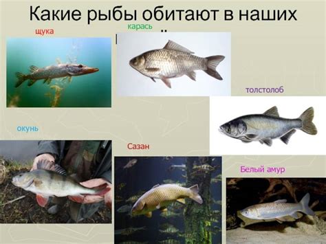 Рыбалка в Чайковском — описание местных водоемов, какая рыба водится