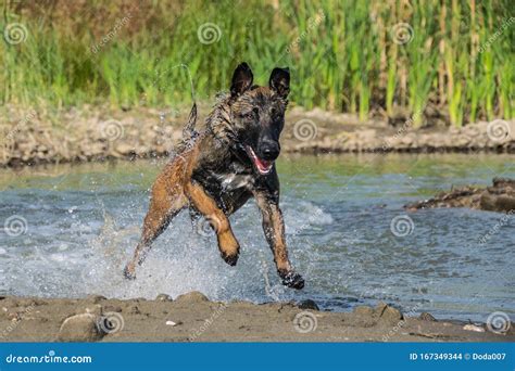 Belgian Malinois is Jumping into the Water. Stock Photo - Image of ...