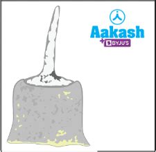 Amphibia: Classification, Significance & Characteristics | AESL